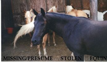 MISSING/PRESUME STOLEN EQUINE Shahziza / ZEE, Near North East, MD, 21901